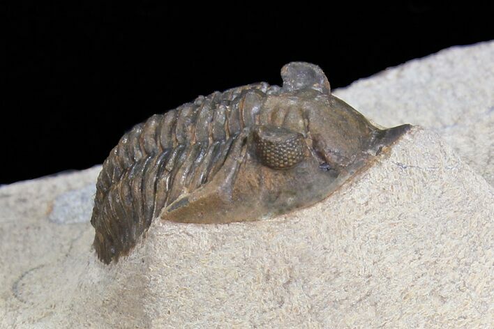 Pseudocryphaeus (Cryphina) Trilobite #74682